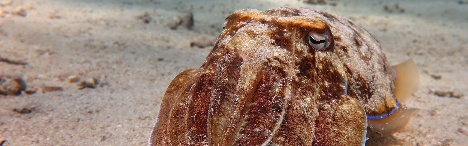 MARSA ALAM - LAGOON VIEW Divesites