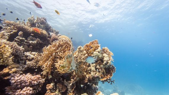 Diving in Safaga, Red Sea - Scuba World Divers