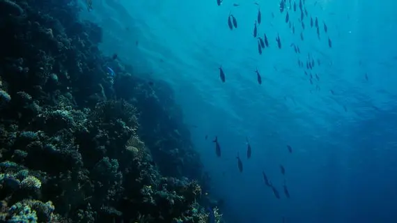 Les Meilleurs Sites de Plongée à Marsa Alam – Pour Tous les Niveaux
