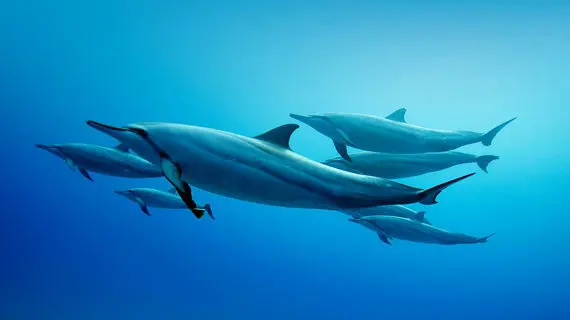  Panorama Reef – Une Expérience Inoubliable pour les Plongeurs