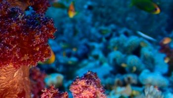 /photos/dive-sites/10_51626_lg.jpg