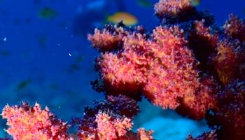 /photos/dive-sites/12_eda5a_lg.jpg