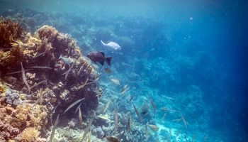 /photos/dive-sites/1_afe7b_lg.jpg