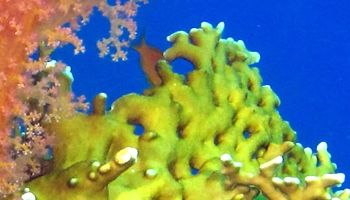 /photos/dive-sites/6_4ba37_lg.jpg