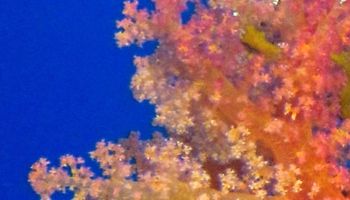 /photos/dive-sites/7_6dc19_lg.jpg