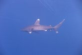 Elphinstone Reef