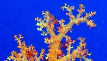 /photos/dive-sites/bbbbbbbbbbbbbbbbbbbbbbbbbbbbbbbbb_c4abb_lg.jpg