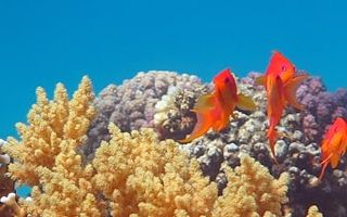 /photos/dive-sites/fische18_355dd_lg.jpg